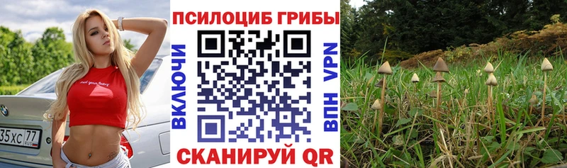 omg онион  Северодвинск  Псилоцибиновые грибы Psilocybe 